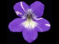 (image for) Streptocarpus - Bristol's Party Girl